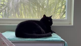 Adopting a Cat from a Shelter Vlog - Cute Precious Piper Gets Relaxed and Comfortable in Her Spa