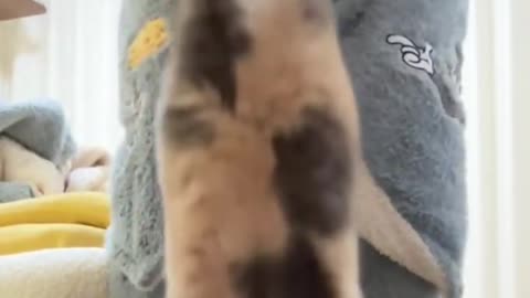 Cat helicopter #cat #cute #fyp #funnyvideos #funny #catsoftiktok