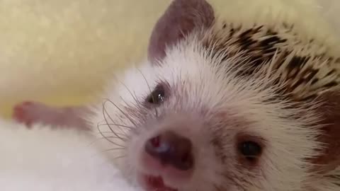 Cute hedgehog