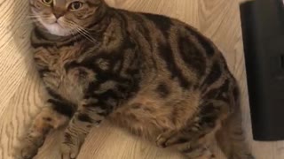 Cat Enjoys Getting Vacuumed