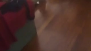 Brown dog trying to jump on sofa and falls