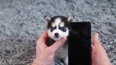 Cute husky puppy really
