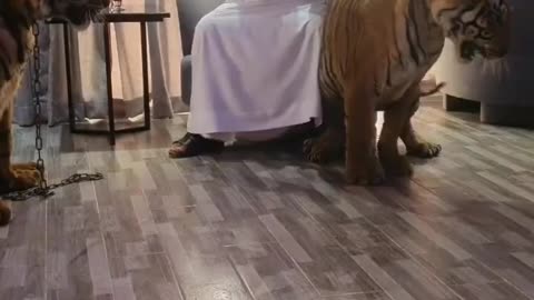 Dubai 🇦🇪 King 👑 Sheik Nawab with White Lion 🦁 white Tiger 🐯