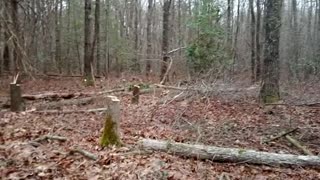 Clearing a spot for the camper and another tall tree hitting other trees.