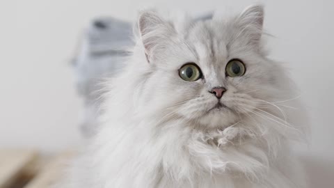 The White Shirazi cat , I love this type of cat, how cute!😘