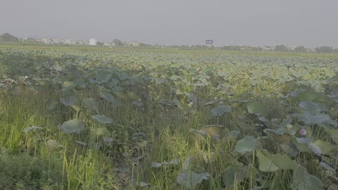 lotus field