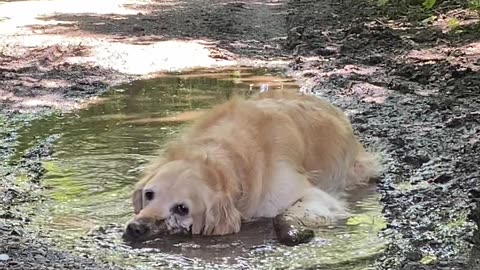 Golden Unwinds In Muddy Puddle