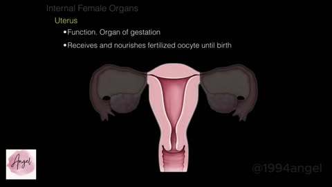 Female Repro System. Pelvic organs