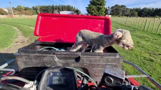 Rescuing a Little Lamb