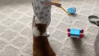 Senior Cat Drags Behind Laughing 1-Year-Old