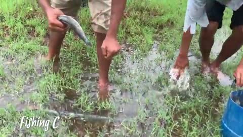OMG!! Catching a lot of Big Fishes by Hand in Raining Season - Best Fishing of 2021