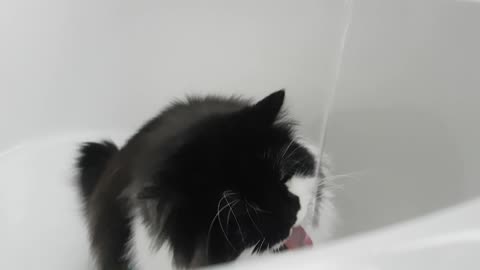 Thirsty cat just can't get enough of tub water , then shes left the place