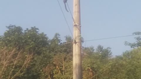 the monkeys walking on the power line from one side to the other really cool