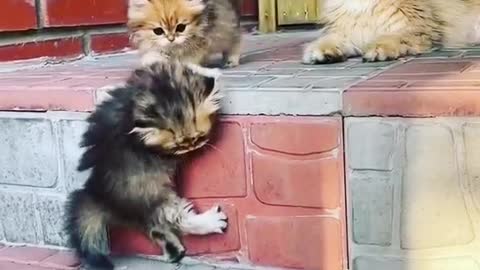 Cute cats amezing