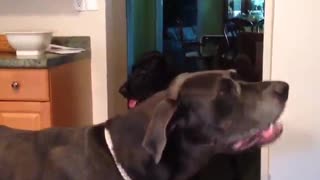 Black dog getting ice from ice machine and eating ice