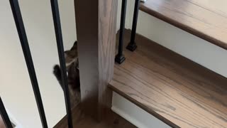 Cat Falls From Top of Stairs in Slow Motion