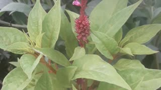 Salvia blooms