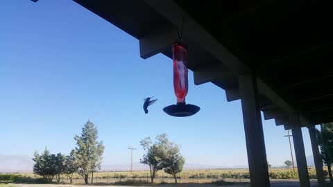 Humming birds battle in Owens Valley