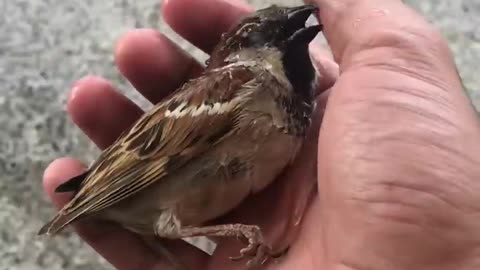 Fainted Sparrow - Bird Hits Glass - Sparrow's Lifeline