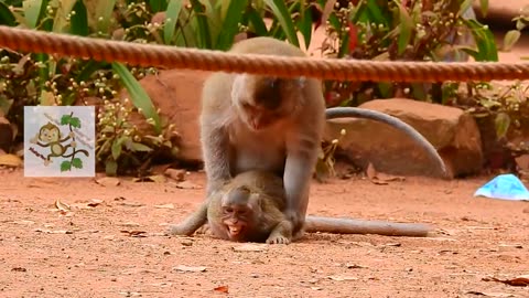 Super Mating fighting for Mating