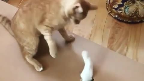 Funny cats playing #funny cats