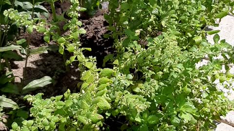 Cabbage White on Lemon Balm