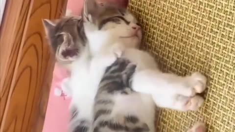 Funny and Cute Cats Videos #183