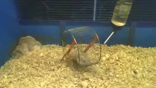 Enquanto um hamster come dentro da tigela, o outro vai malhar na roda [Nature & Animals]