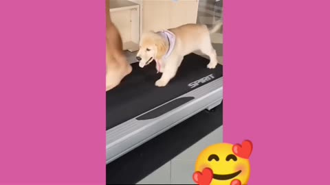 Dog has A treadmill to workout