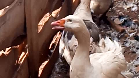 ANGRY DUCKS