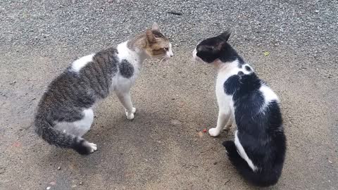 ##Cats Fighting with sound ##lovely conversation