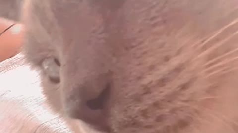 cat enjoying a sound