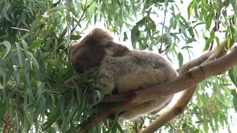 Koala eating eucalyptus leaves on a tree