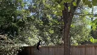 Parkour Dog Scales Fence over Squirrel
