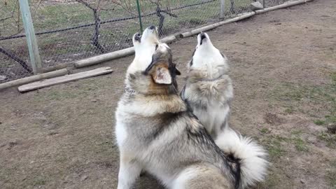 Stubborn Husky Alaskan malamutes loves to howl