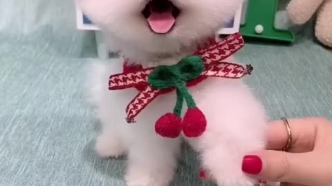 Very Cute Puppy