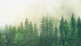 Relaxing Rain Sounds for Tranquility and Sleep