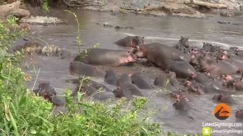 A Lucky Crocodile escapes the trap of Hippos