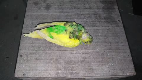 Egg binding issue in budgies Parrot - How to treatmentp2