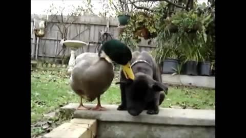 Odd Couple Duck & Dog Friendship Too Cute