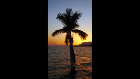 Palm tree on a sunny day,Palm tree in front of the sun,Palm tree covering the sun's raysrays