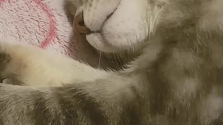 Kitty Dreaming About Ice Cream