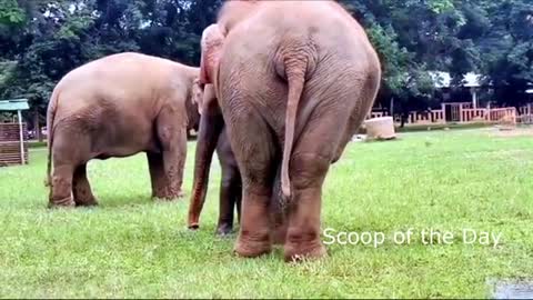 Baby elephant playing water fountain