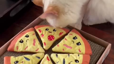 CAT EATING PIZZA