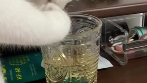 White cat secretly eating barley tea