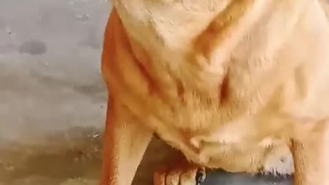 Dog Cries Out In Happiness After Months Apart From Owner