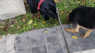 Street Dog Runs to Say Hello