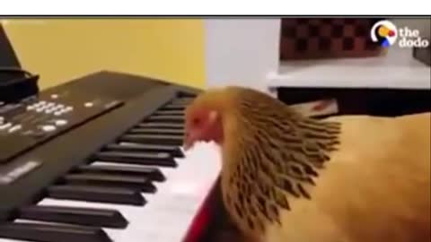 Chicken Playing Piano!! So Amazing!