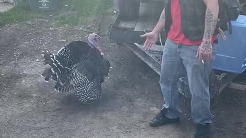 Turkey Gives Guy a High Five