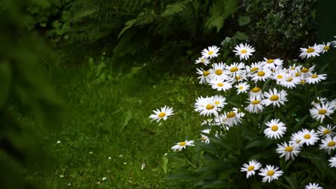 Heavy rain falls on the daisies. The sounds of rain will sway - Rain for sleep